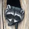 raccoon